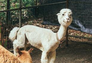 抖音网红大鹅,萌态可掬，圈粉无数