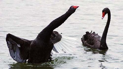 网红黑料是什么意思 网红大鹅
