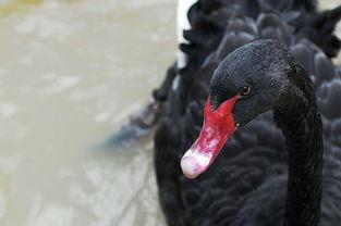 网红黑料是什么意思 网红大鹅