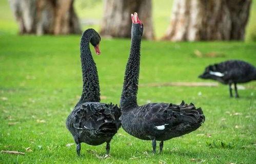 网红黑料是什么意思 网红大鹅